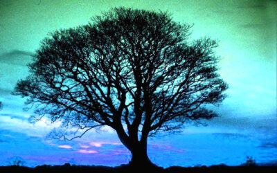 DESCUBRE TU ARBOL