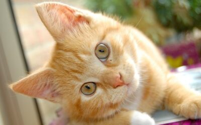 Un gato para cada signo del zodiaco