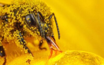 ANIMALES MÁGICOS: SIGNIFICADO DE LAS  ABEJAS