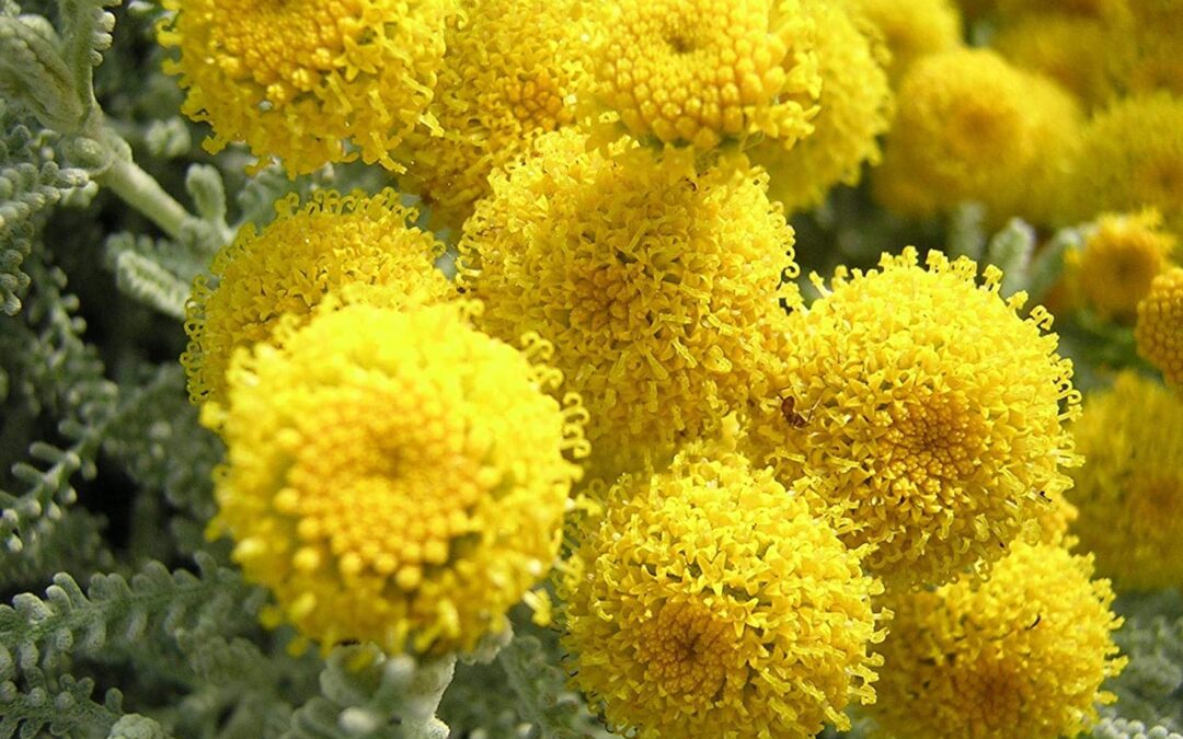 HIERBAS MÁGICAS: ABROTANO MACHO