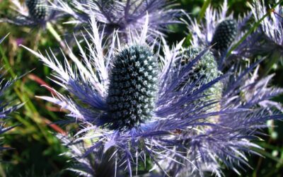 PLANTAS MAGICAS: Acebo de Mar
