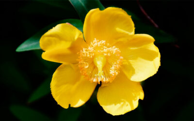 PLANTAS MAGICAS: AGRIMONIA