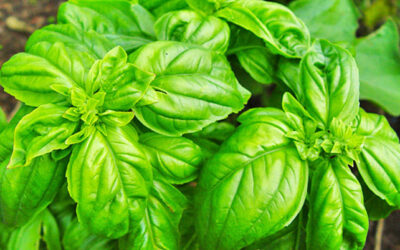 PLANTAS MAGICAS: ALBAHACA