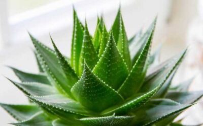 ALOE