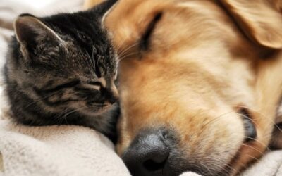 DESCUBRE CUAL ES TU ANIMAL PROTECTOR
