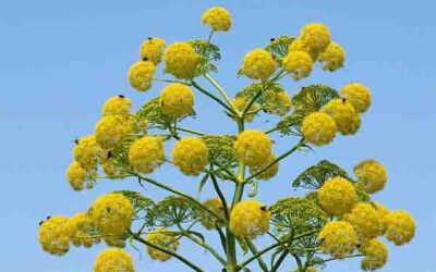PLANTAS MAGICAS: ASAFETIDA