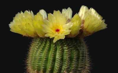 El poder de los Cactus