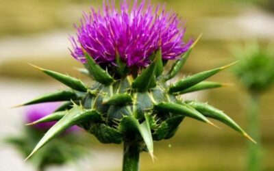 PLANTAS MAGICAS: CARDO MARIANO