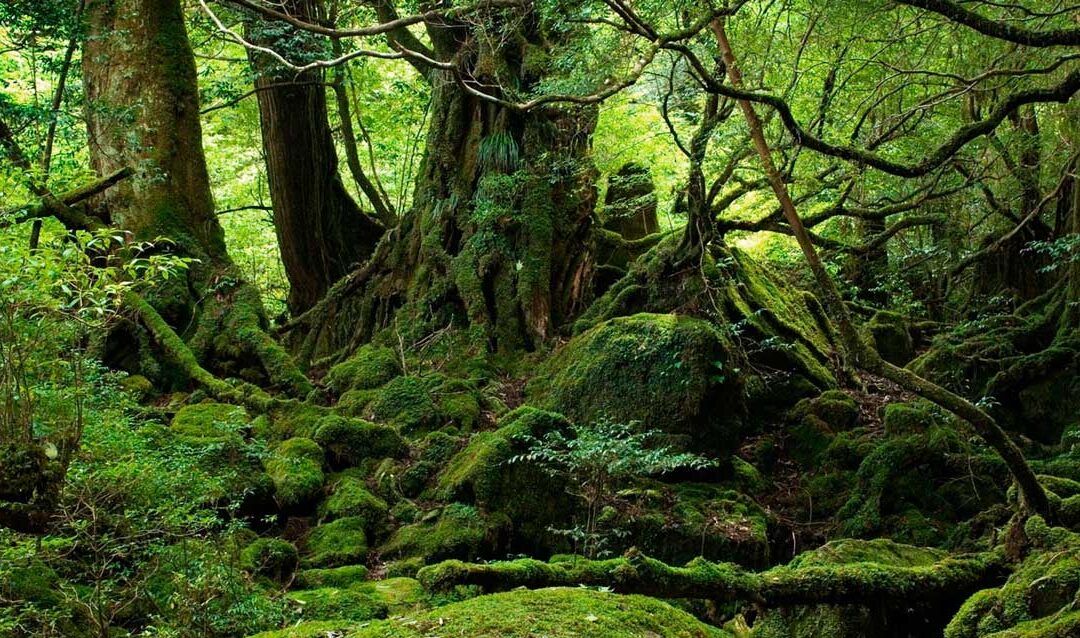 La naturaleza mágica y los celtas