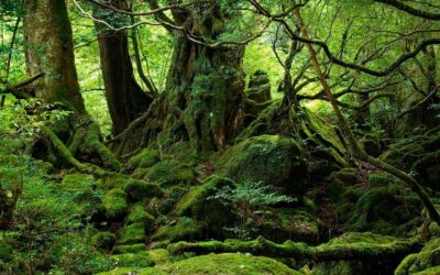 La naturaleza mágica y los celtas