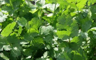 PLANTAS MAGICAS: Cilantro