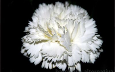 Ritual de los clavel blanco para encontrar trabajo