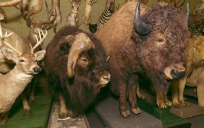 ANIMALES DISECADOS Y OTRAS FUENTES DE ENERGÍA NEGATIVAS EN TU HOGAR