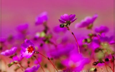 QUÉ SIGNIFICA SOÑAR CON FLORES
