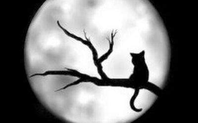 Cómo la luna llena afecta a tu mascota