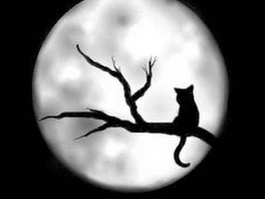 Cómo la luna llena afecta a tu mascota