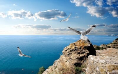 Hechizo de las Gaviotas
