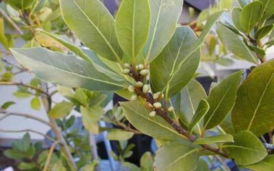 PLANTAS MÁGICAS: LAUREL
