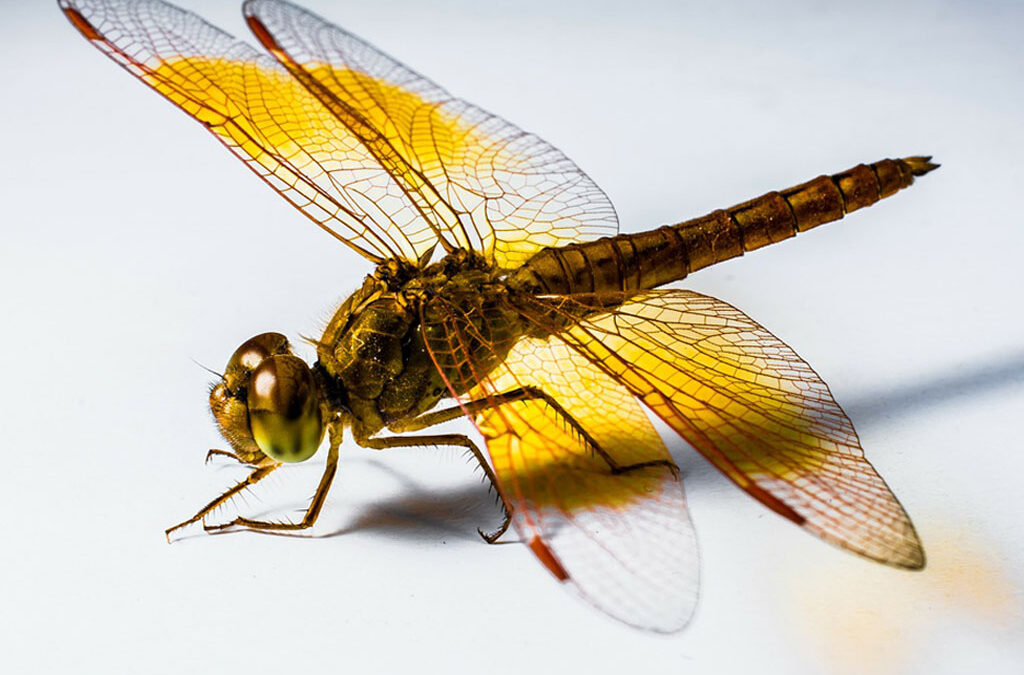 Este es el significado mágico de las libélulas