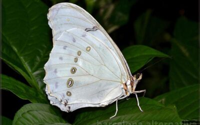 Significado simbólico de las mariposas