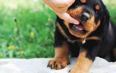 Significado de soñar que un perro te muerde
