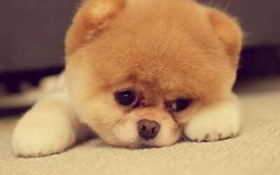 Este es el perro ideal según tu signo