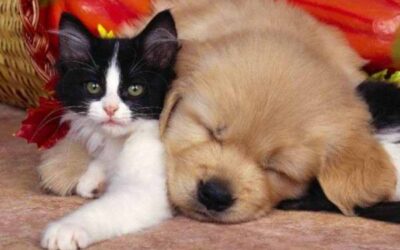 LA ESPIRITUALIDAD EN LOS ANIMALES