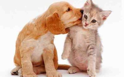 Ritual para proteger a nuestras mascotas
