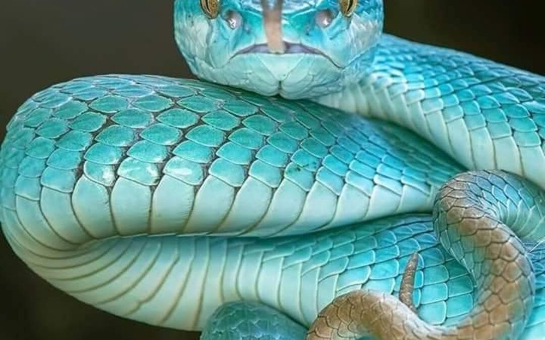 Significado de soñar con una serpiente