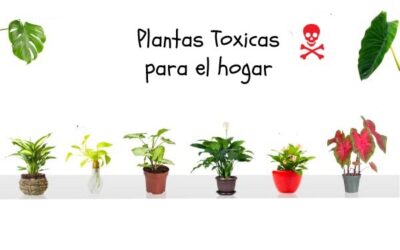 CÓMO NOS AFECTAN LAS SUSTANCIAS TÓXICAS