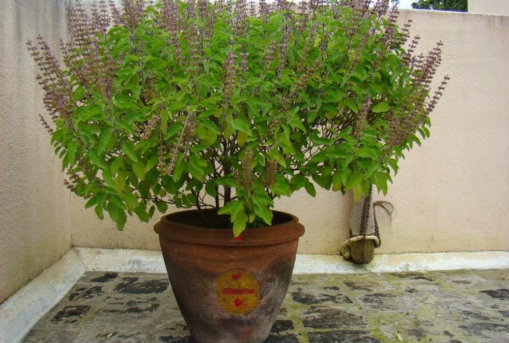 LA ADORACIÓN A TULASI