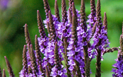 Verbena (Verbena Officinalis), la planta de la buena fortuna