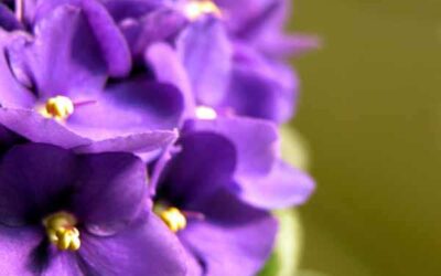 LOS PERFUMES DEL AMOR: La Violeta